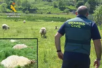 Finca con las ovejas en Marina de Cudeyo.