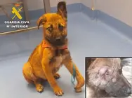 Estado del cachorro.