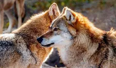 Ejemplares de lobo.