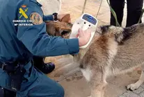 Control del perro.