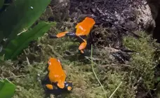 Ranas incorporadas a Cab&aacute;rceno.