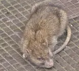 Ratas en las calles de la ciudad.