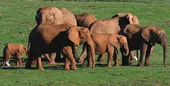 Elefantes de Cab&aacute;rceno.