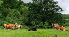 Vacas en Cantabria.