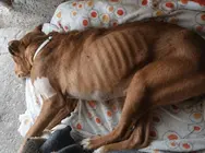 Animal maltratado.