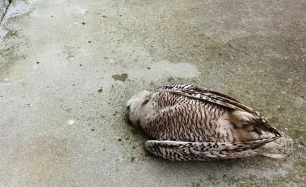 El búho nival hembra en el momento de encontrarlo una vecina en Santoña.