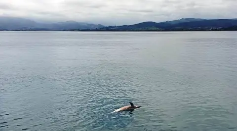Aparece un delfín muerto había de Santoña.