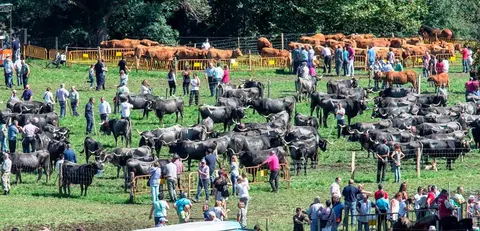 Feria ganadera en Liérganes.