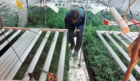 Plantaci&oacute;n de marihuana en Guriezo.