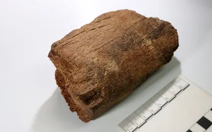 Hallazgo de ballena en Santander.