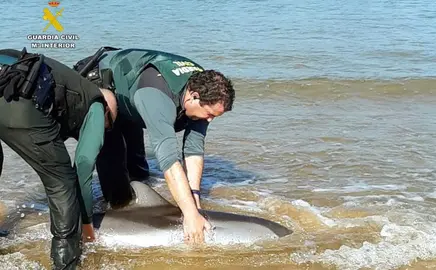 Delf&iacute;n varado en Laredo.