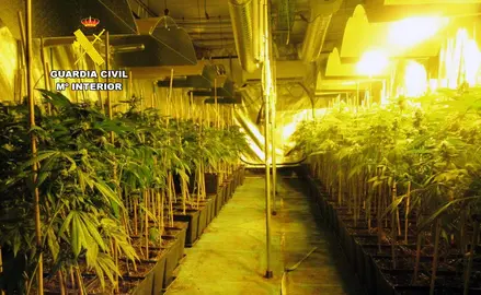 Plantaci&oacute;n de marihuana detectada por la Guardia Civil.