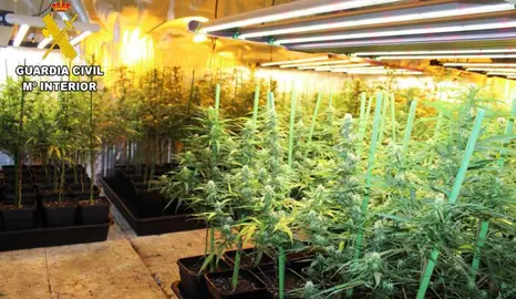 Plantación de marihuana en Sierrapando.