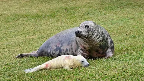 Nacimiento de la cría de foca en Santander.
