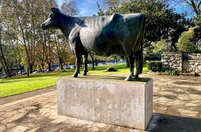 Vaca de Doctor Morales en Santander.