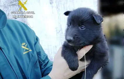 El Seprona con uno de los cachorros.
