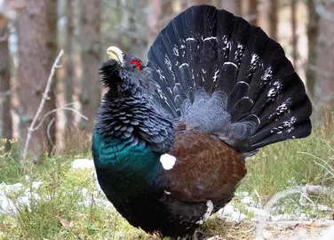 Ejemplar de urogallo.