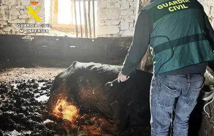 Vaca encontrada en la granja.