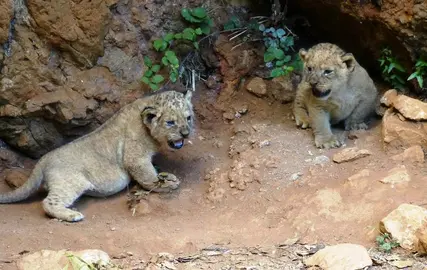 Leones nacidos en Cabárceno.