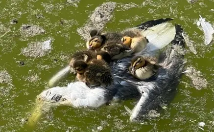 Estanque de Las Llamas en Santander.