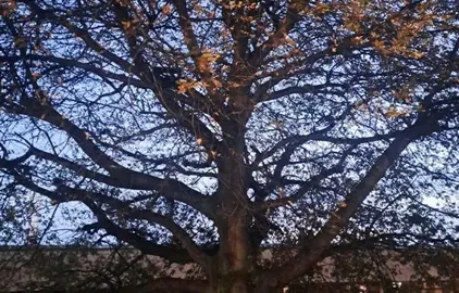 Árboles junto al Palacio de Festivales.