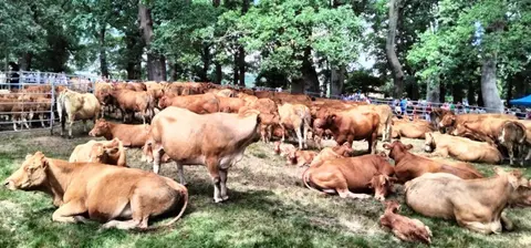 Ganado en Cantabria. R.A.