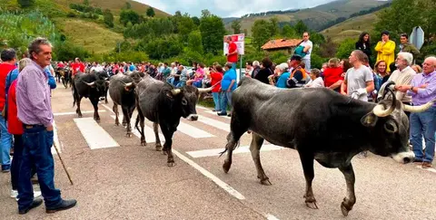 Descenso de las vacas Tudancas. Facebook Pueblos Más Bonitos de España