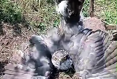 Ave rapaz capturada.