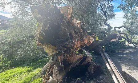 El ejemplar estaba plantado en Zurita.