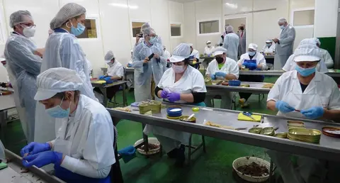 Trabajadoras en una conservera en Santoña. R.A.