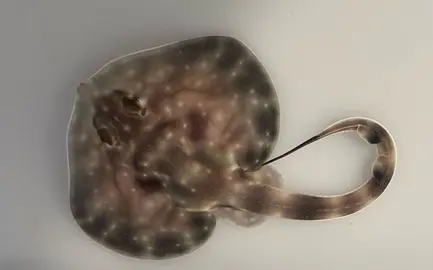 Rayas en el Museo Marítimo del Cantábrico.