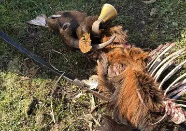 Consecuencias del ataque de los lobos.