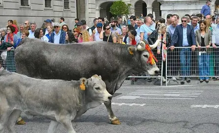 Desfile de vacas tudancas.