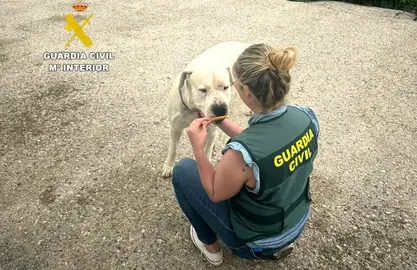 El Seprona atiende al perro.