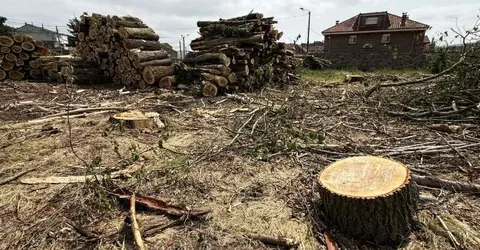 Tala de árboles en Reinosa.