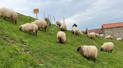 Ovejas en Cantabria.