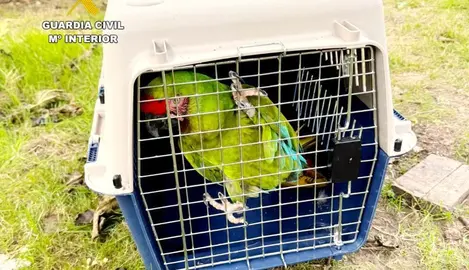 Guacamayo localizado por la Guardia Civil.