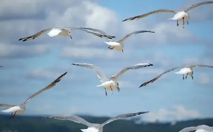 Enfermedad de la gripe aviar.