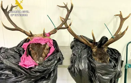 Cabezas de ganado interceptadas.