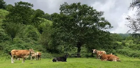 Ganado de Cantabria.