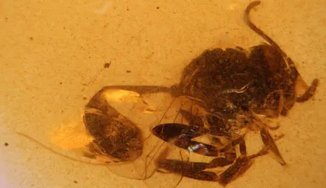 Cretevania orgonomecorum del &aacute;mbar de El Soplao