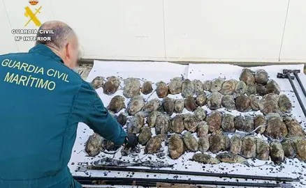 Los cachones intervenidos.