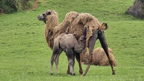 Nacimiento de una cr&iacute;a macho de camello bactriano en Cab&aacute;rceno.