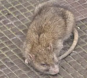 Ratas en las calles de la ciudad.