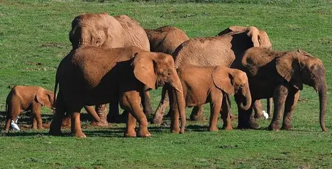 Elefantes de Cab&aacute;rceno.