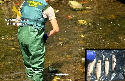 Peces muertos por el vertido.