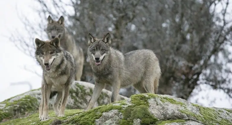 Ejemplares de lobos.