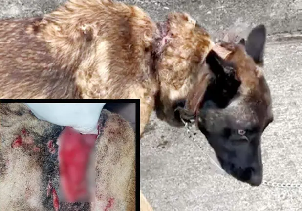 Estado en el que la Guardia Civil encontró al perro.