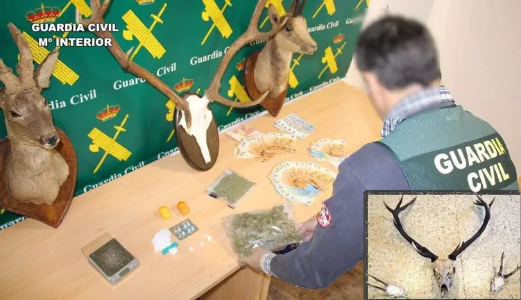 Droga y cabezas de corzos.