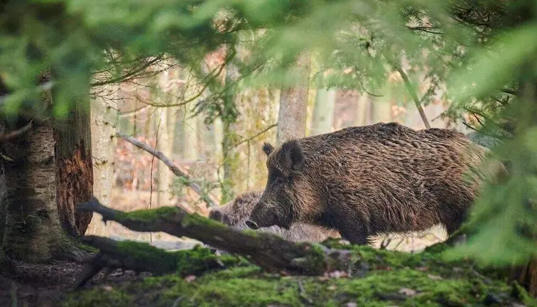 Ejemplar de jabal&iacute;.